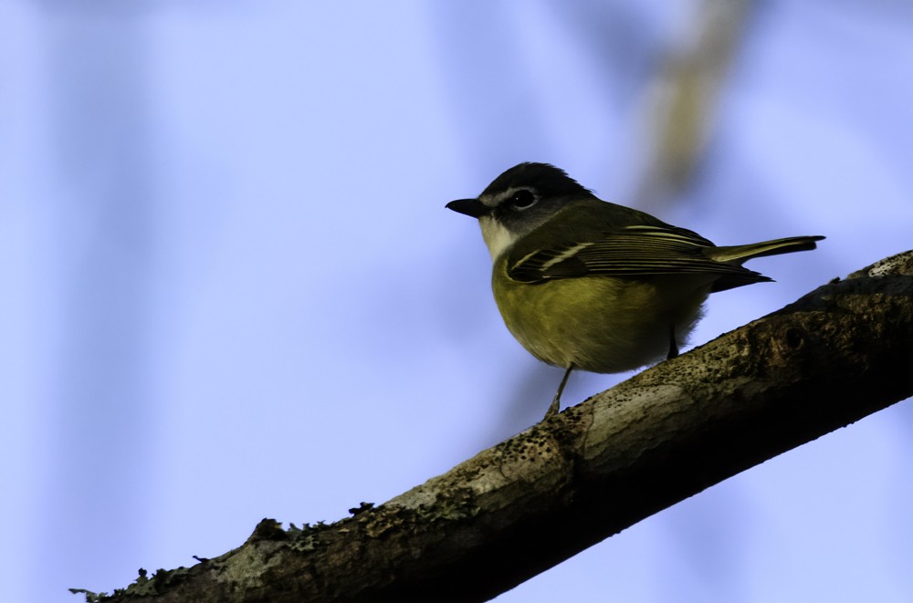 Blue-headed Vireo - ML134305861