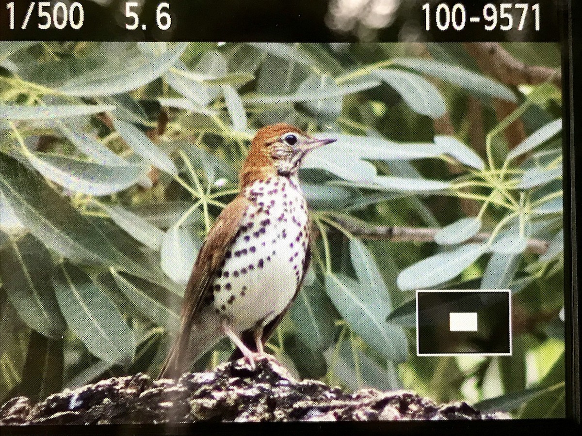 Wood Thrush - ML134308251