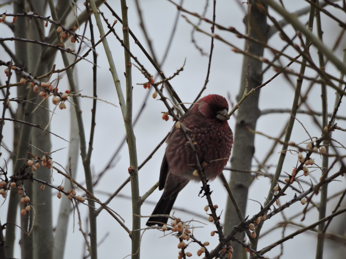 Great Rosefinch - ML134310551