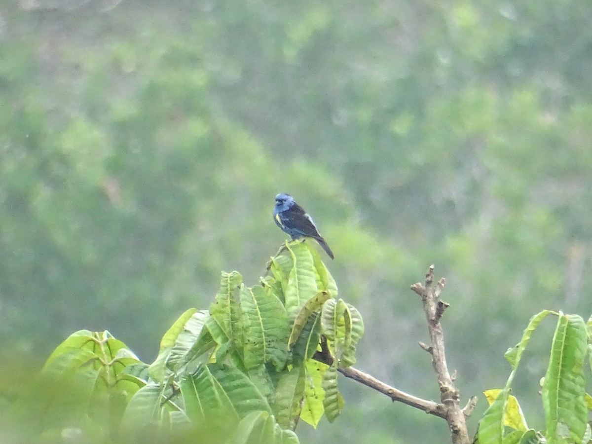 Turquoise Tanager - ML134311471