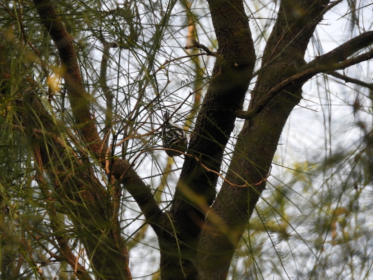 Black-and-white Warbler - ML134317901