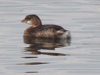 Pied-billed Grebe - ML134317961