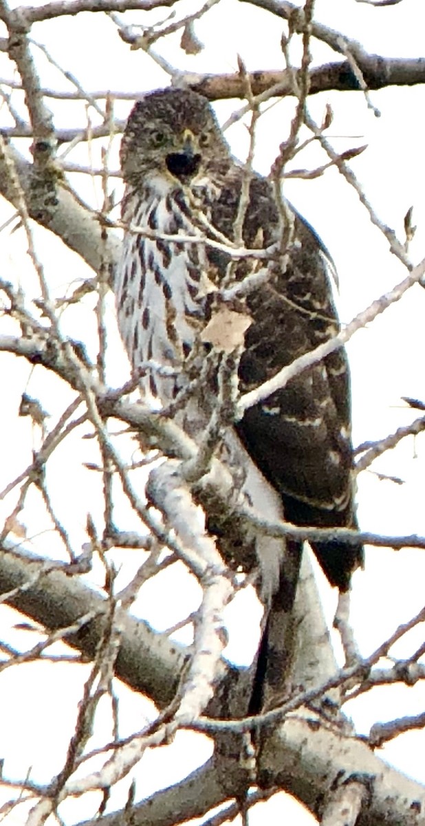 Cooper's Hawk - ML134318141