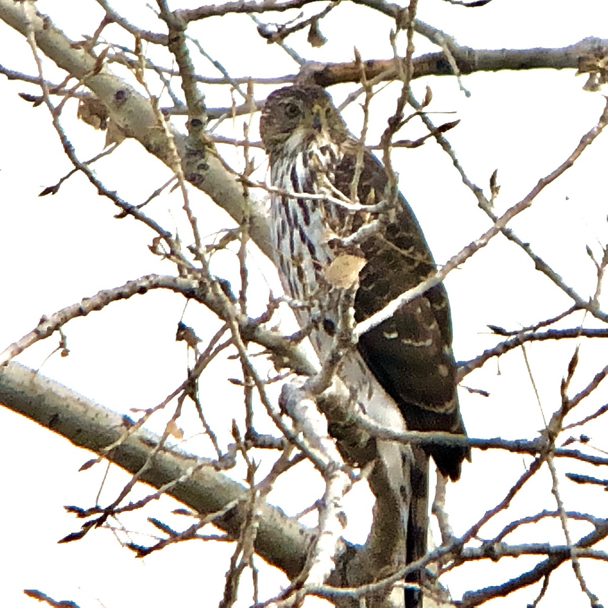 Cooper's Hawk - ML134318191