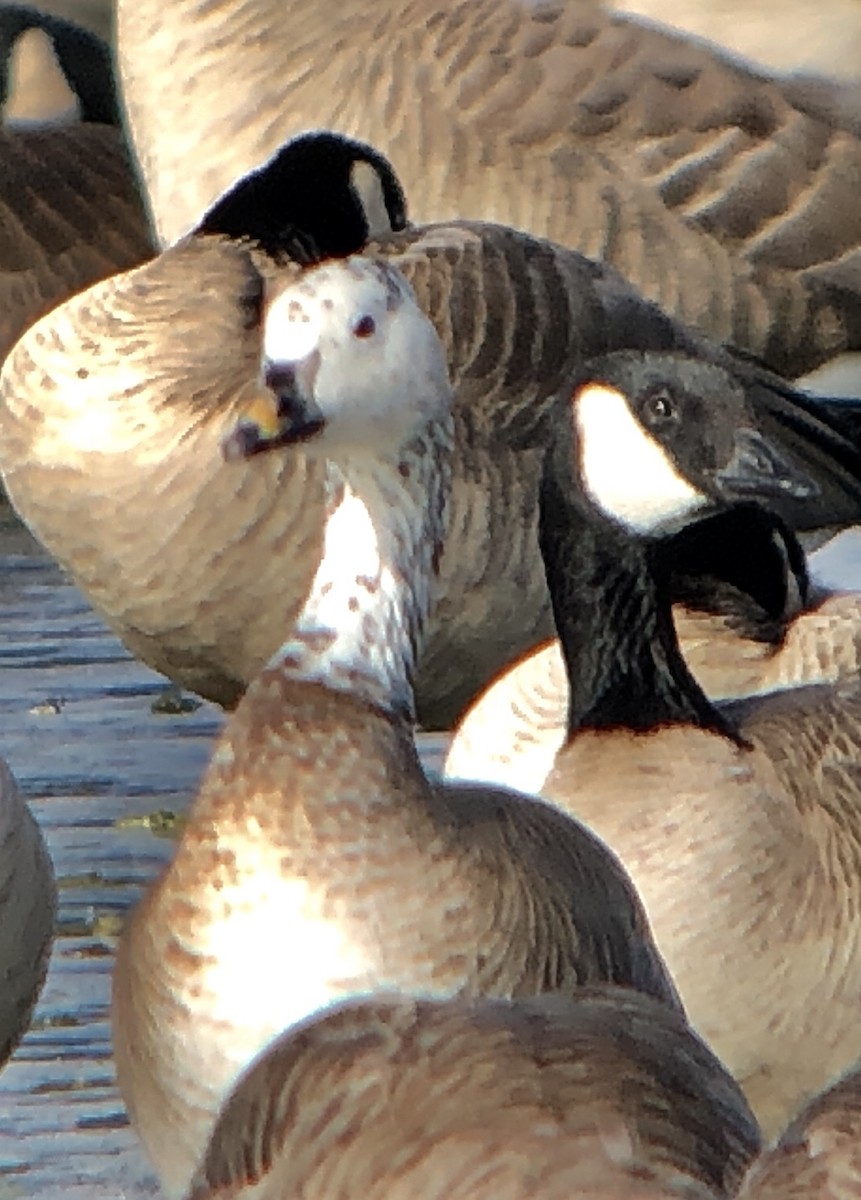 Snow/Ross's x Cackling/Canada Goose (hybrid) - ML134318401