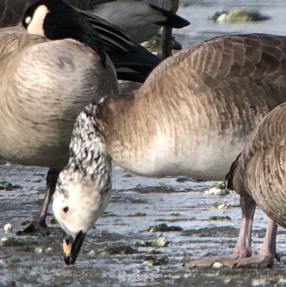 Snow/Ross's x Cackling/Canada Goose (hybrid) - ML134318411