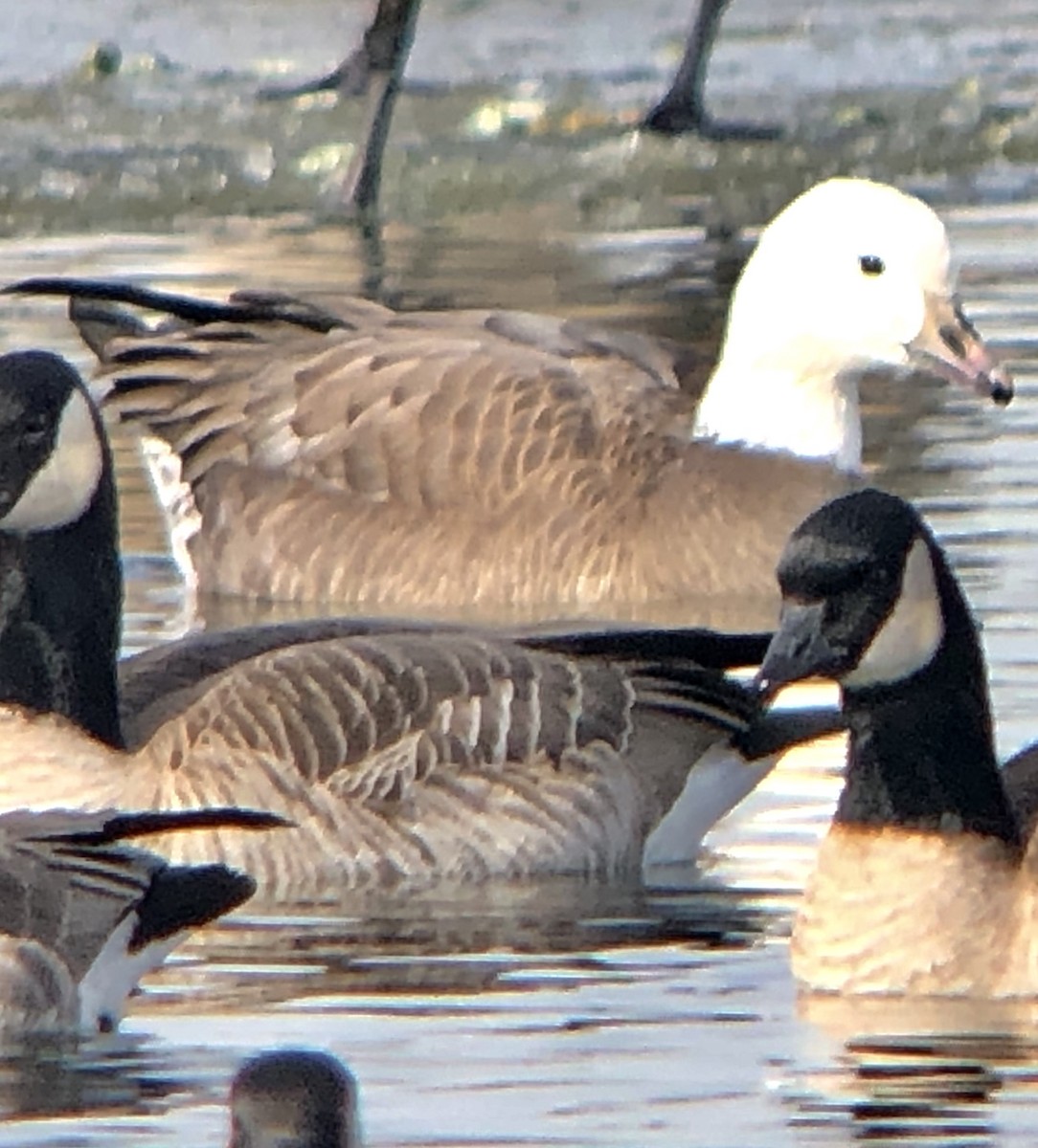 Snow/Ross's x Cackling/Canada Goose (hybrid) - ML134318431