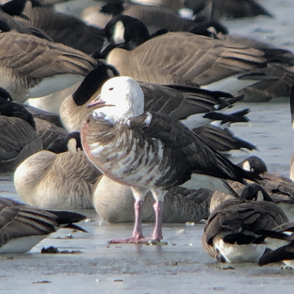 Snow/Ross's x Cackling/Canada Goose (hybrid) - ML134318471