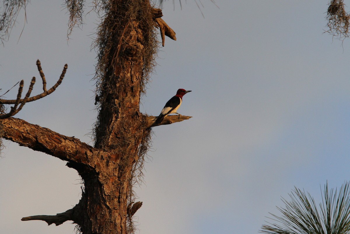 Red-headed Woodpecker - ML134318781