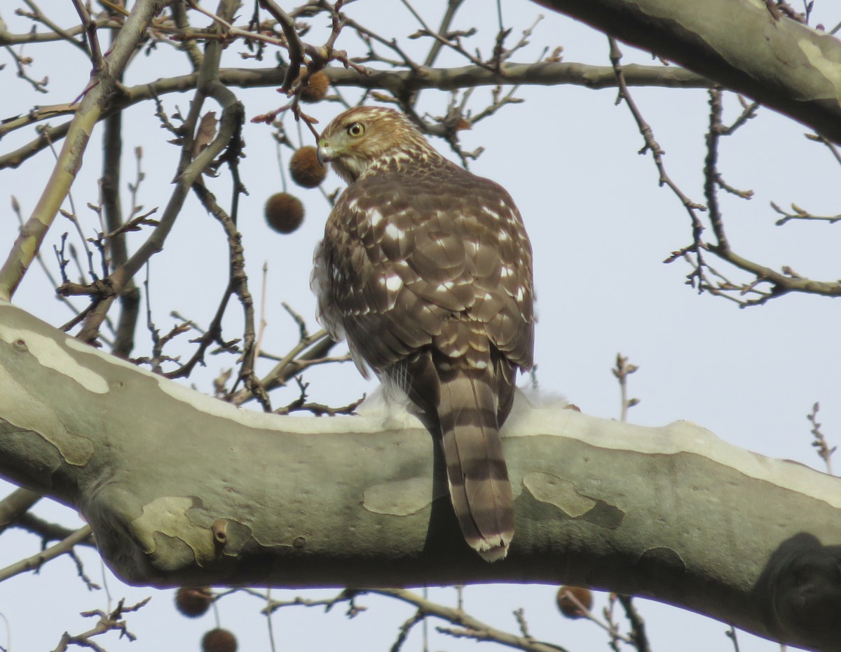 Cooper's Hawk - ML134318991