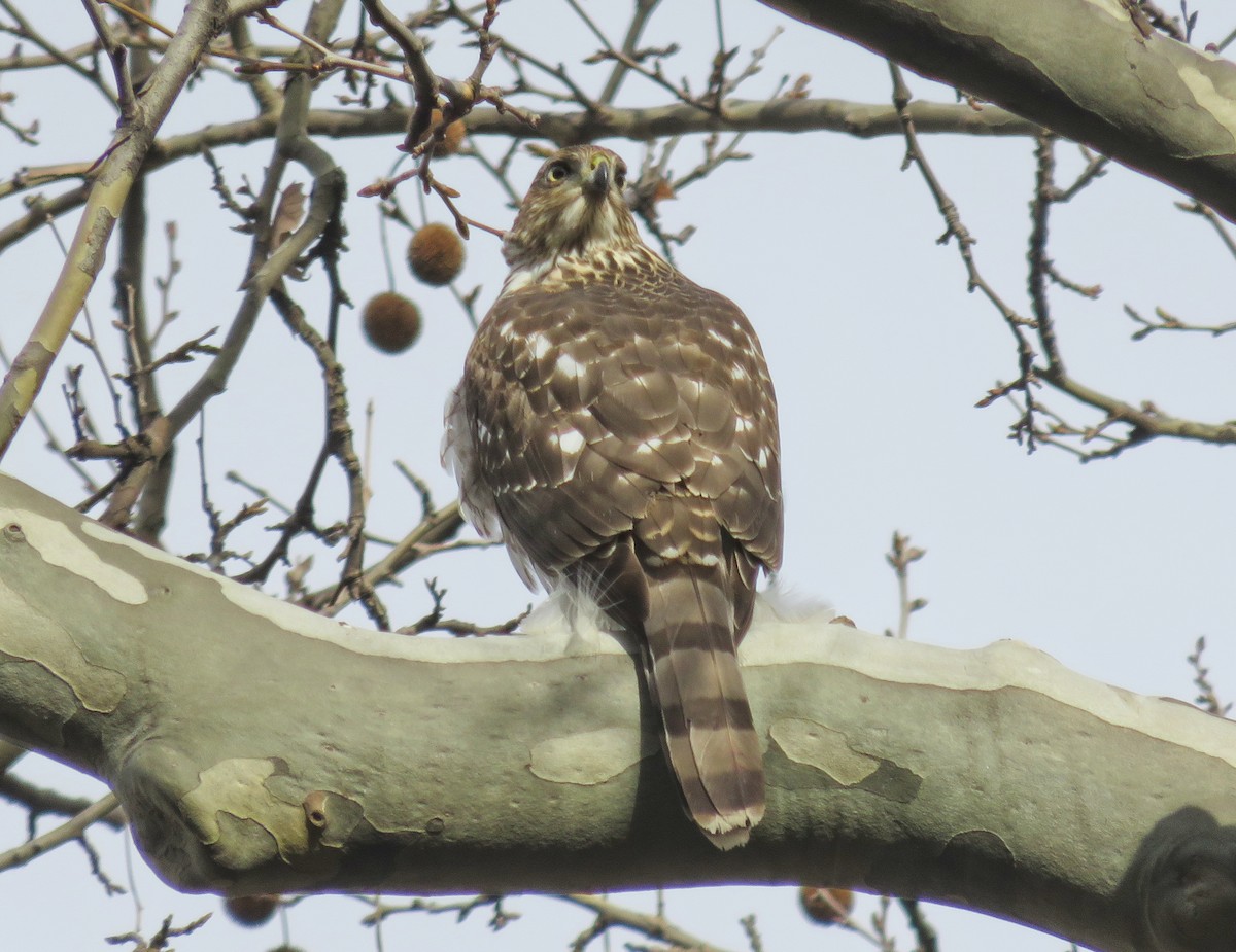 Cooper's Hawk - ML134319001