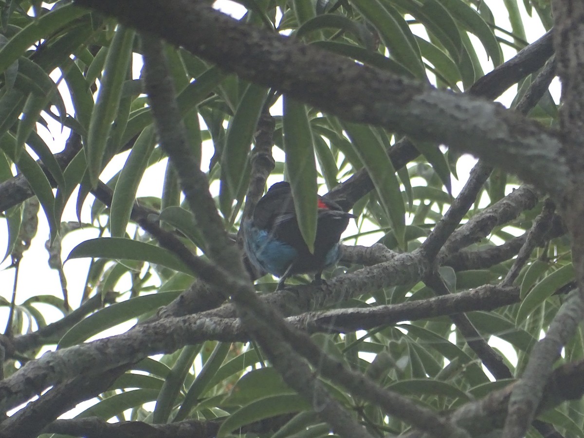 Paradise Tanager - ML134321011
