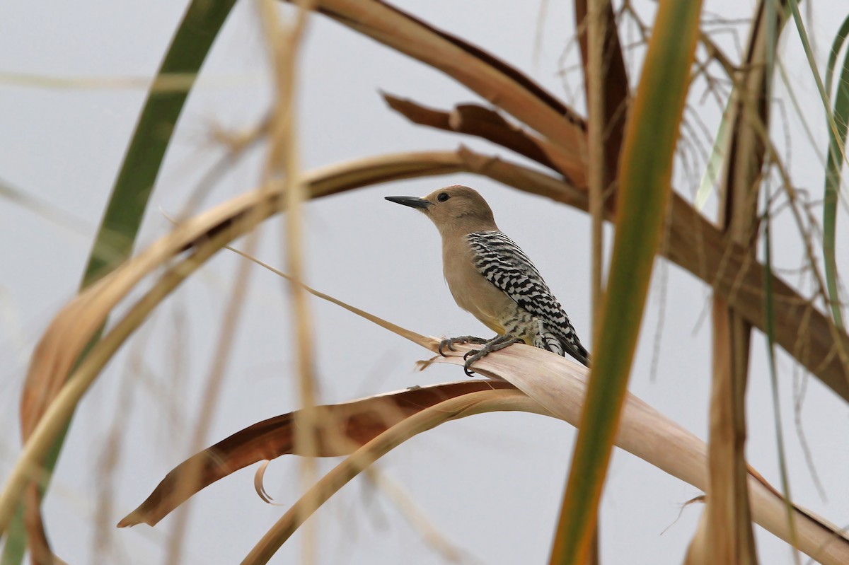 Gila Woodpecker - Christoph Moning
