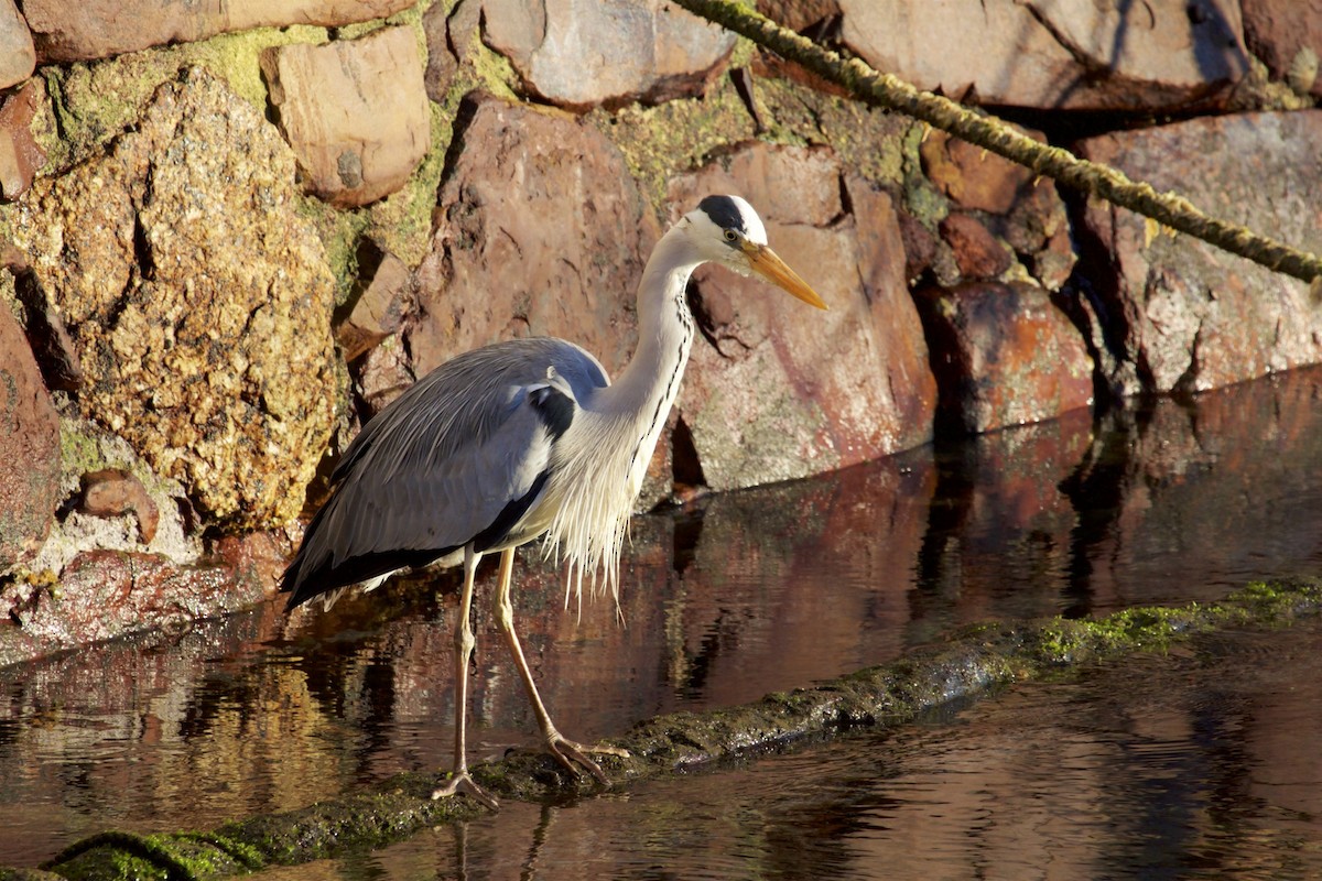 Gray Heron (Gray) - ML134322011