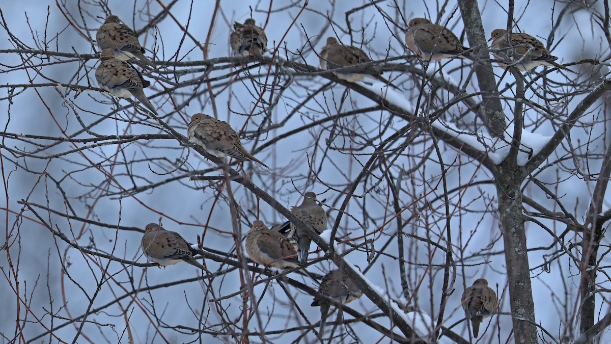 Mourning Dove - ML134322181