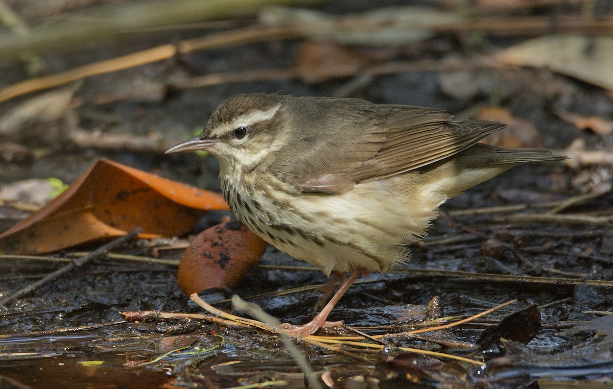 Louisiana Waterthrush - ML134322251