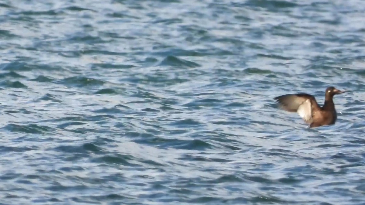 Velvet Scoter - Chencho Fdez Fdez