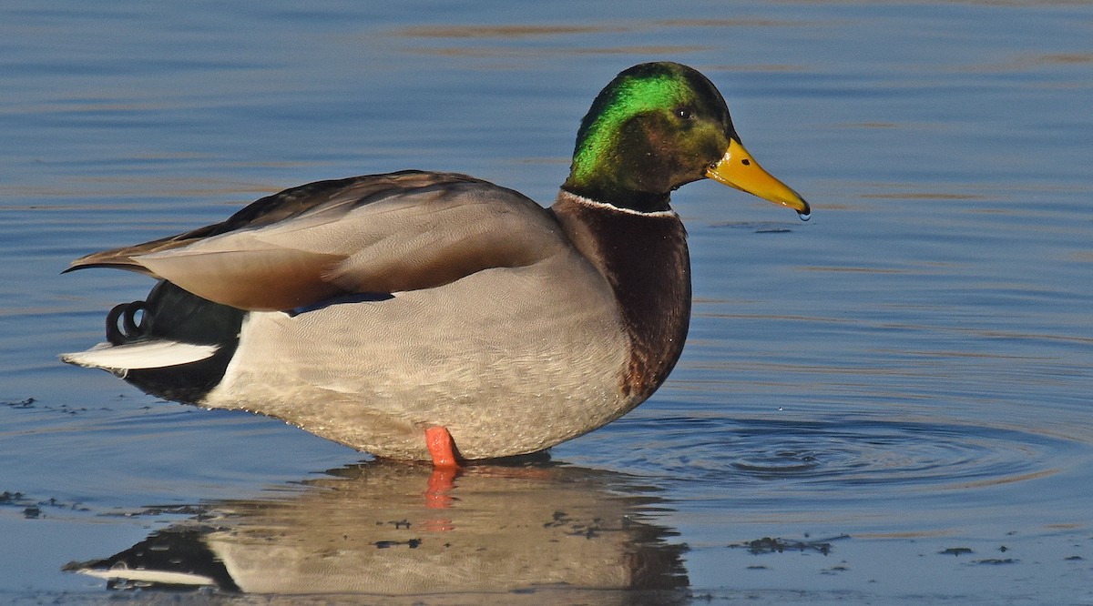 Canard colvert - ML134326441