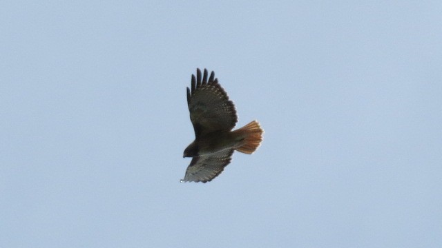 Red-tailed Hawk - ML134329101