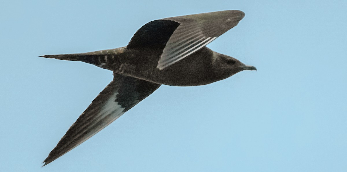 Long-tailed Jaeger - ML134329271