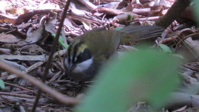 Green-striped Brushfinch - Alán Palacios