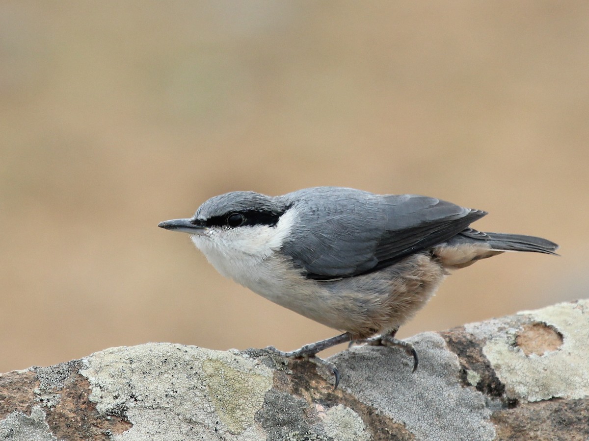 Western Rock Nuthatch - Roger Gibb