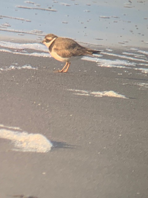 Common Ringed Plover - ML134332321