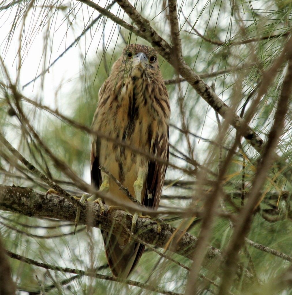 Black-crowned Night Heron - ML134333751