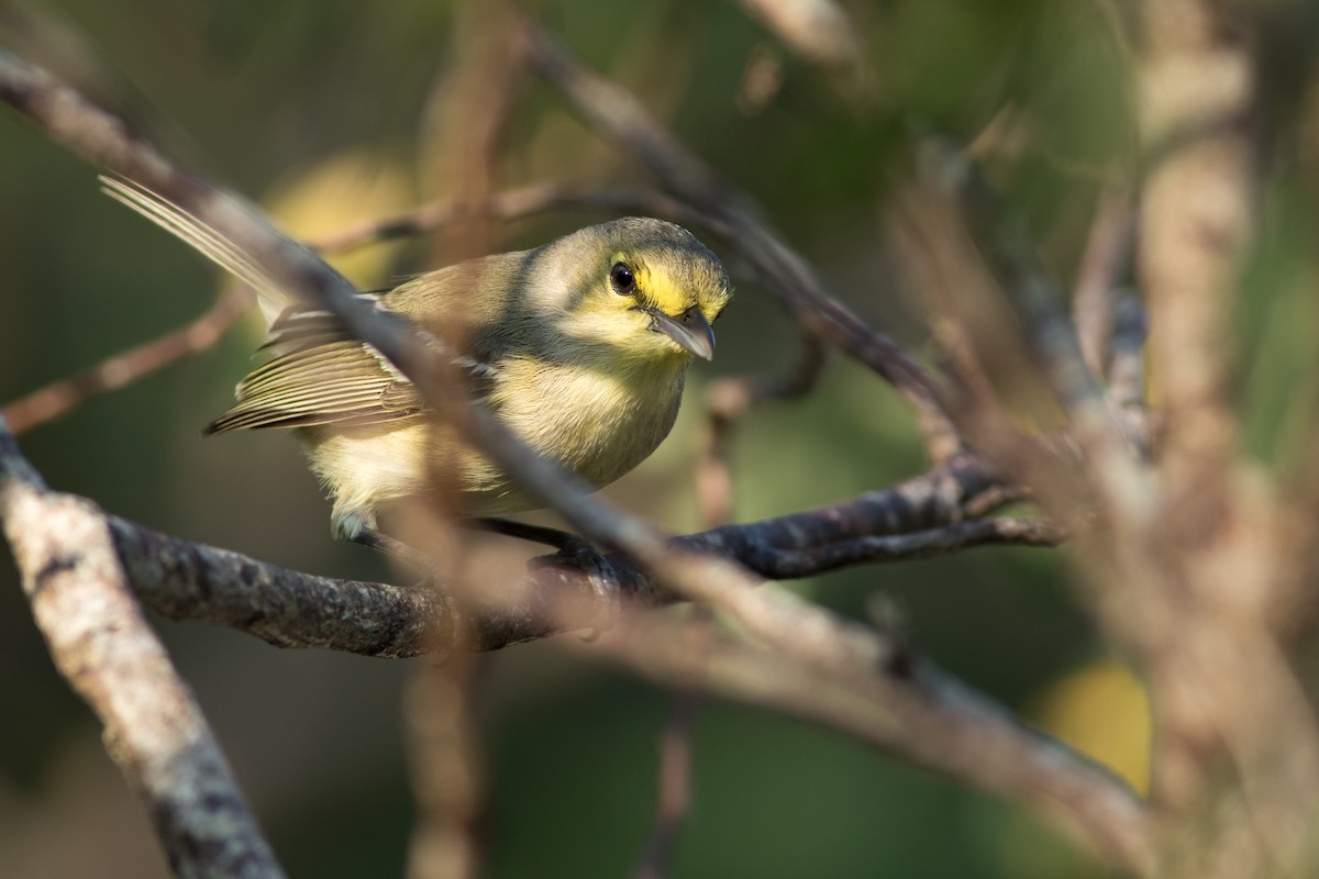 Thick-billed Vireo - ML134335461
