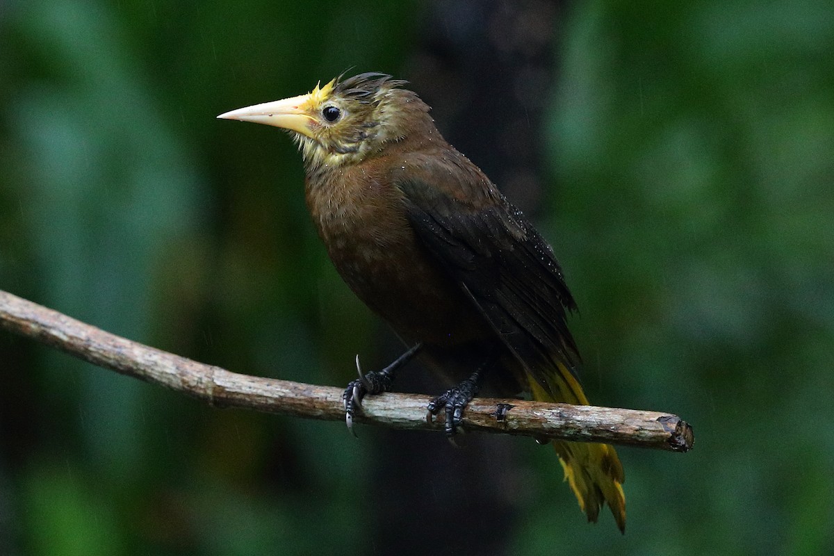 Russet-backed Oropendola - ML134336121