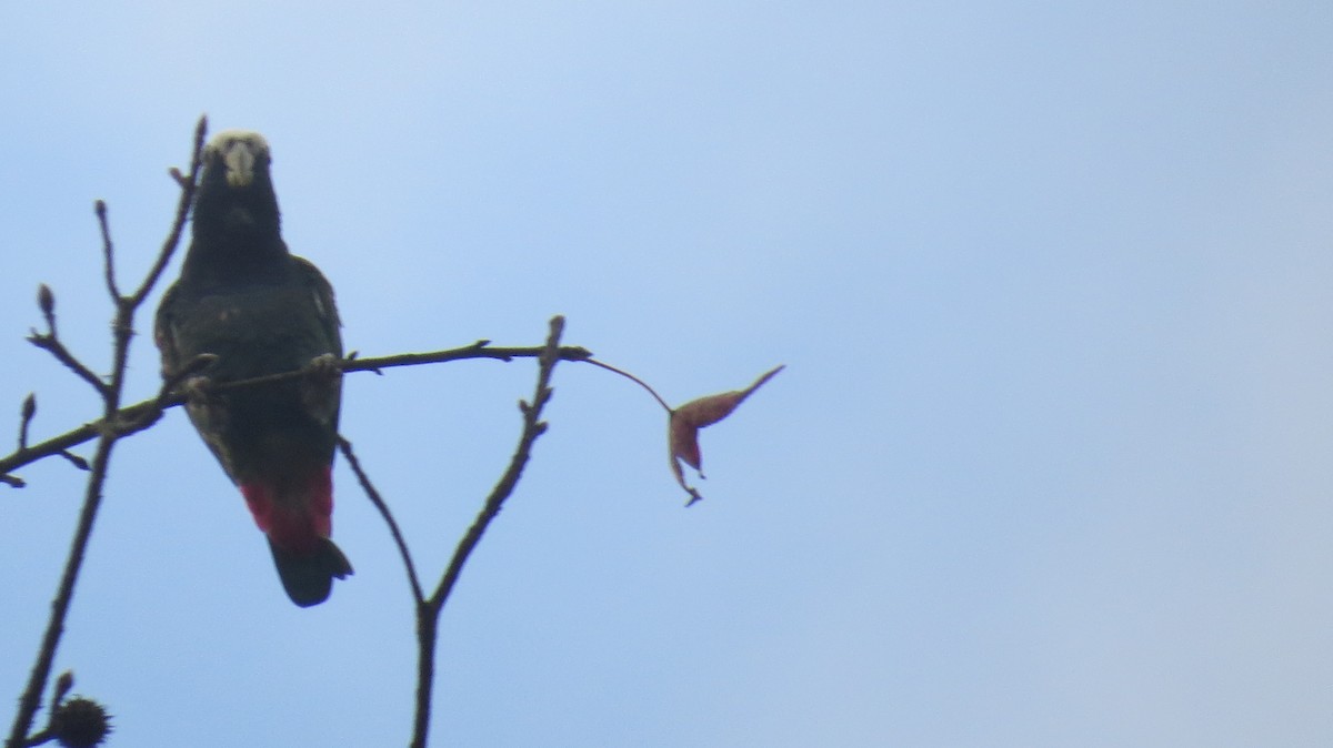 White-crowned Parrot - Alán Palacios