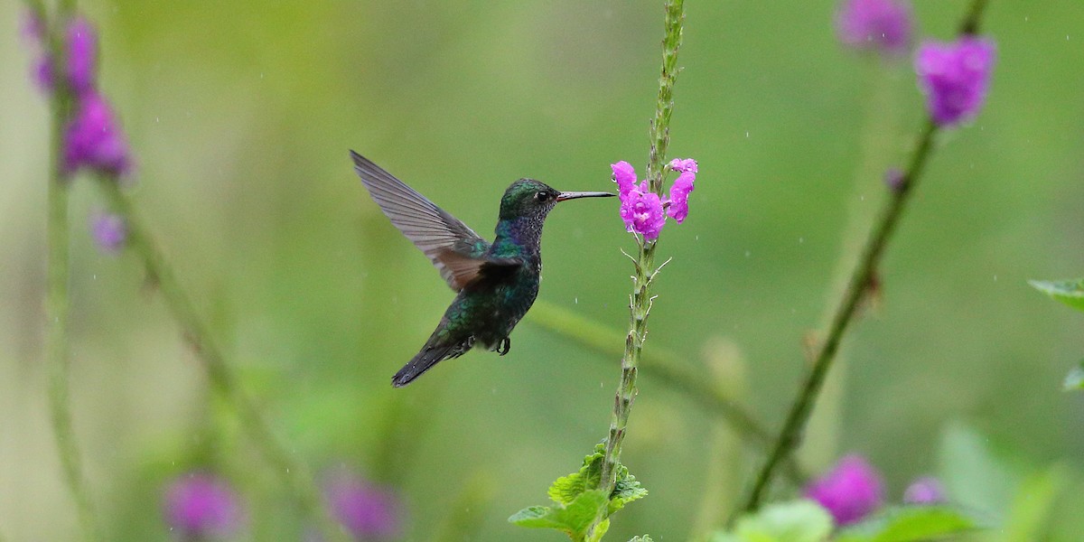 Blue-tailed Emerald - ML134336861