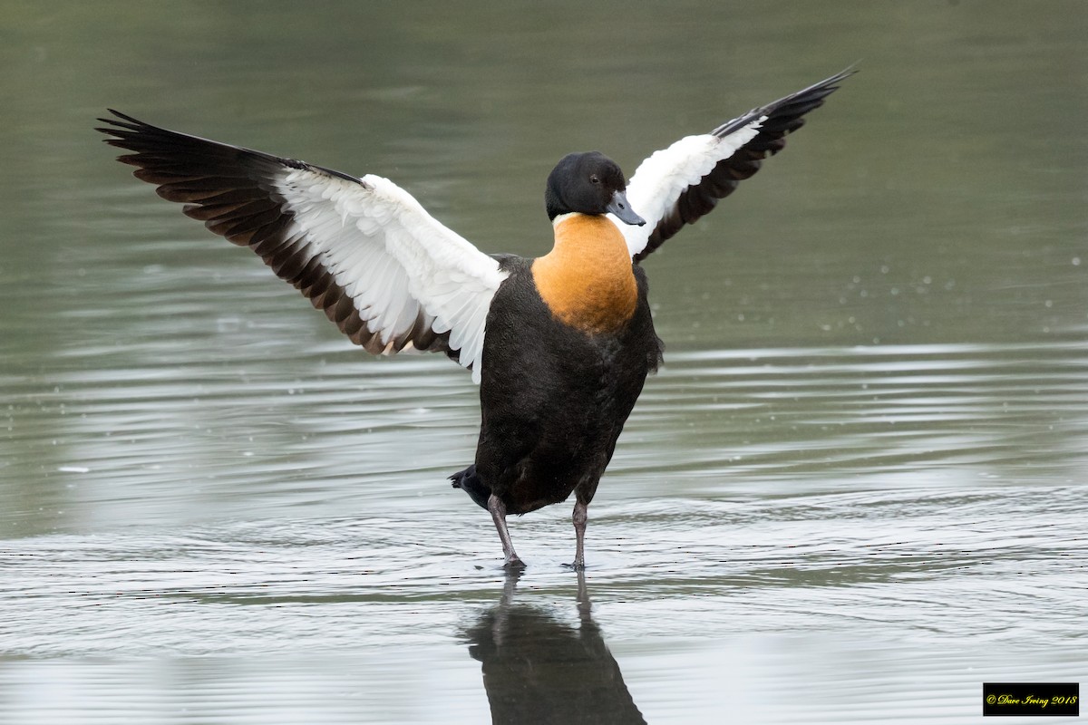 Australian Shelduck - ML134338681