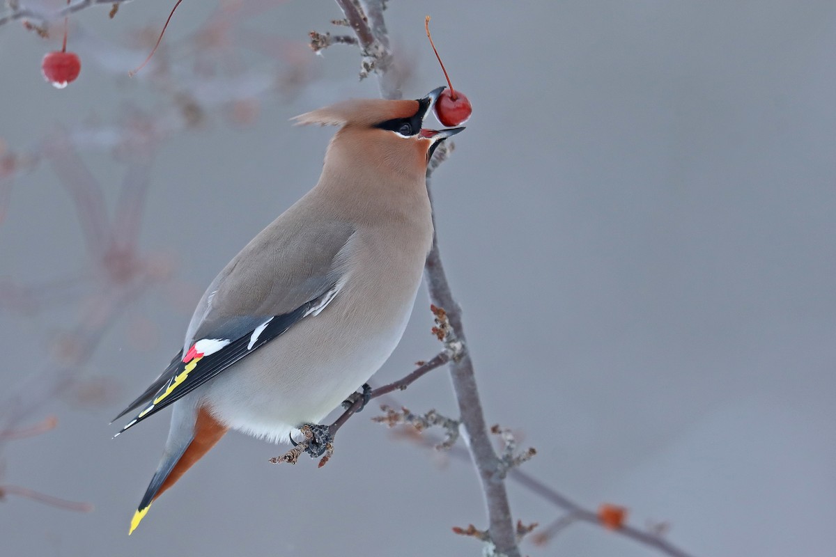 Bohemian Waxwing - ML134338791