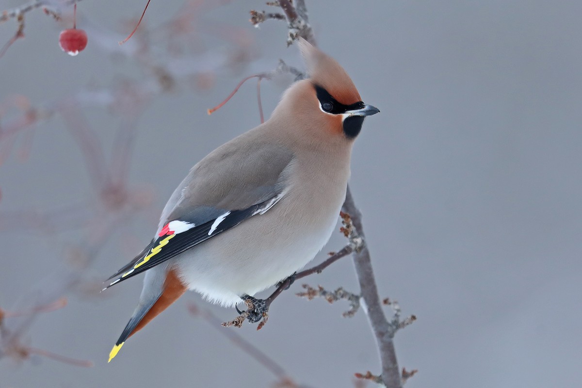 Bohemian Waxwing - ML134340871