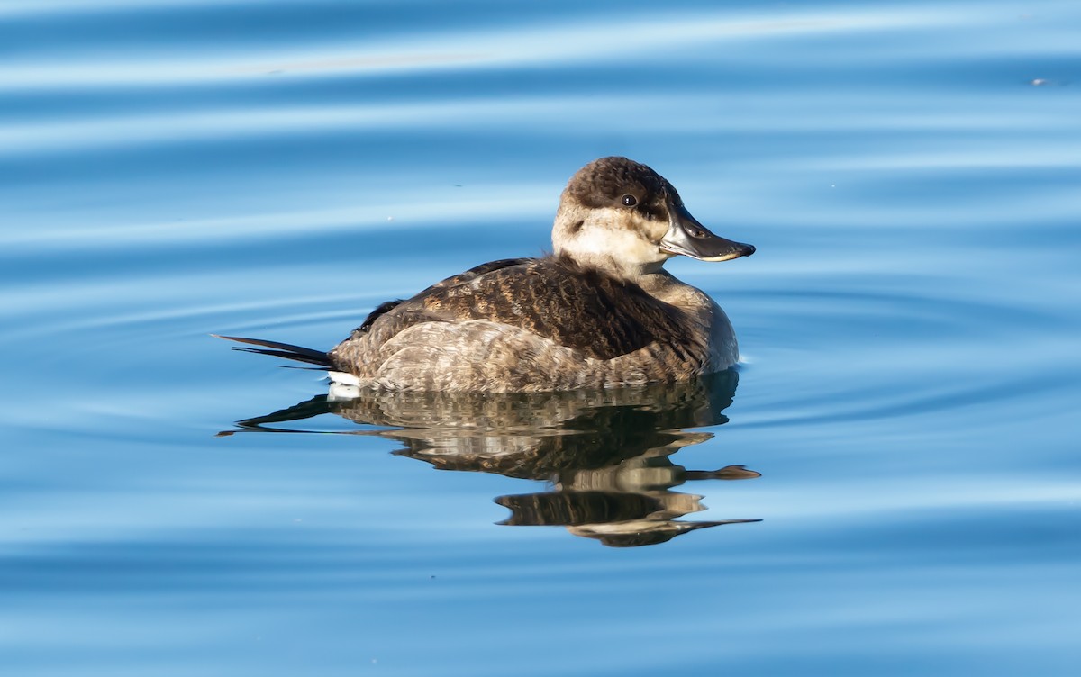 Ruddy Duck - ML134341721