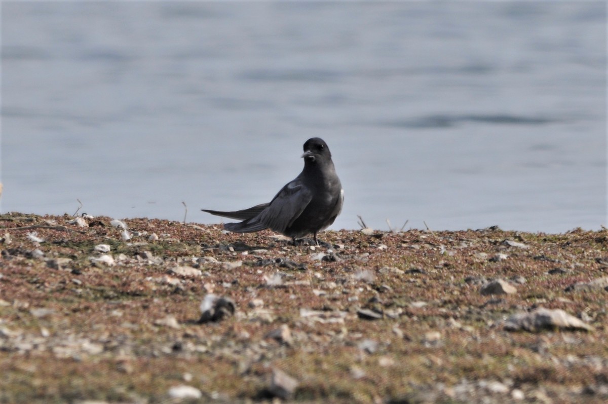 Black Tern - ML134342041