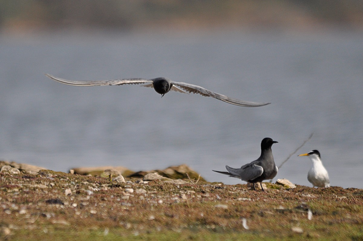 Black Tern - ML134342091