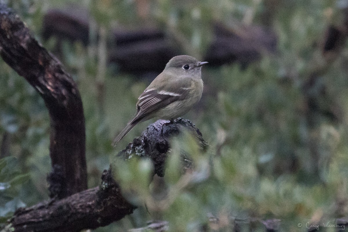 Hammond's Flycatcher - ML134342471