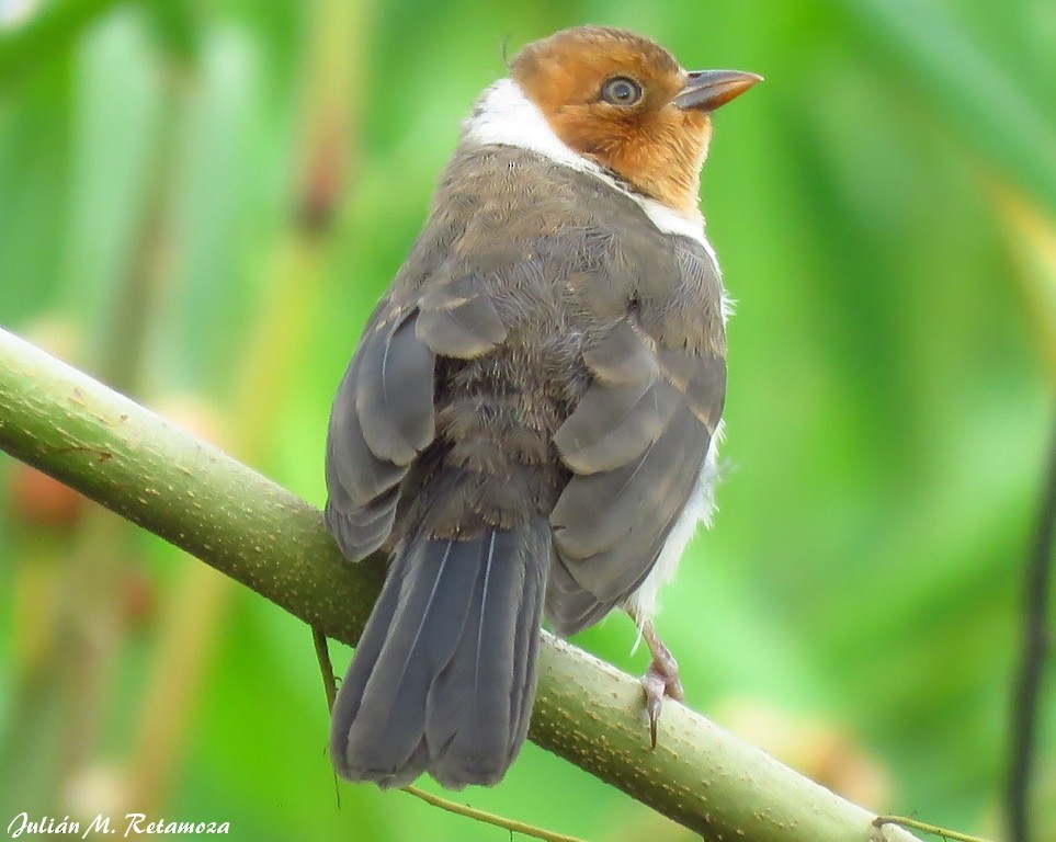 Yellow-billed Cardinal - Julián Retamoza