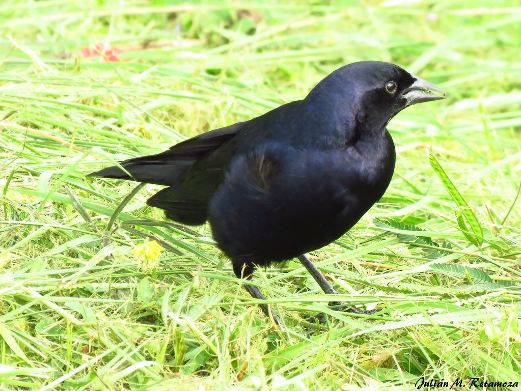 Shiny Cowbird - Julián Retamoza