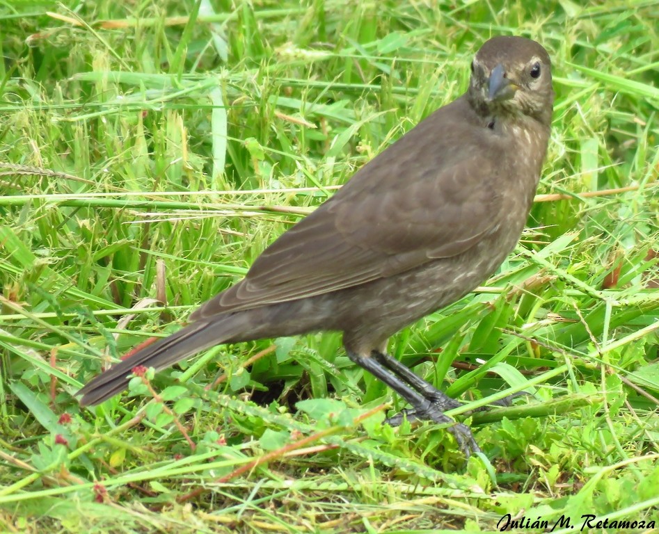 Shiny Cowbird - Julián Retamoza