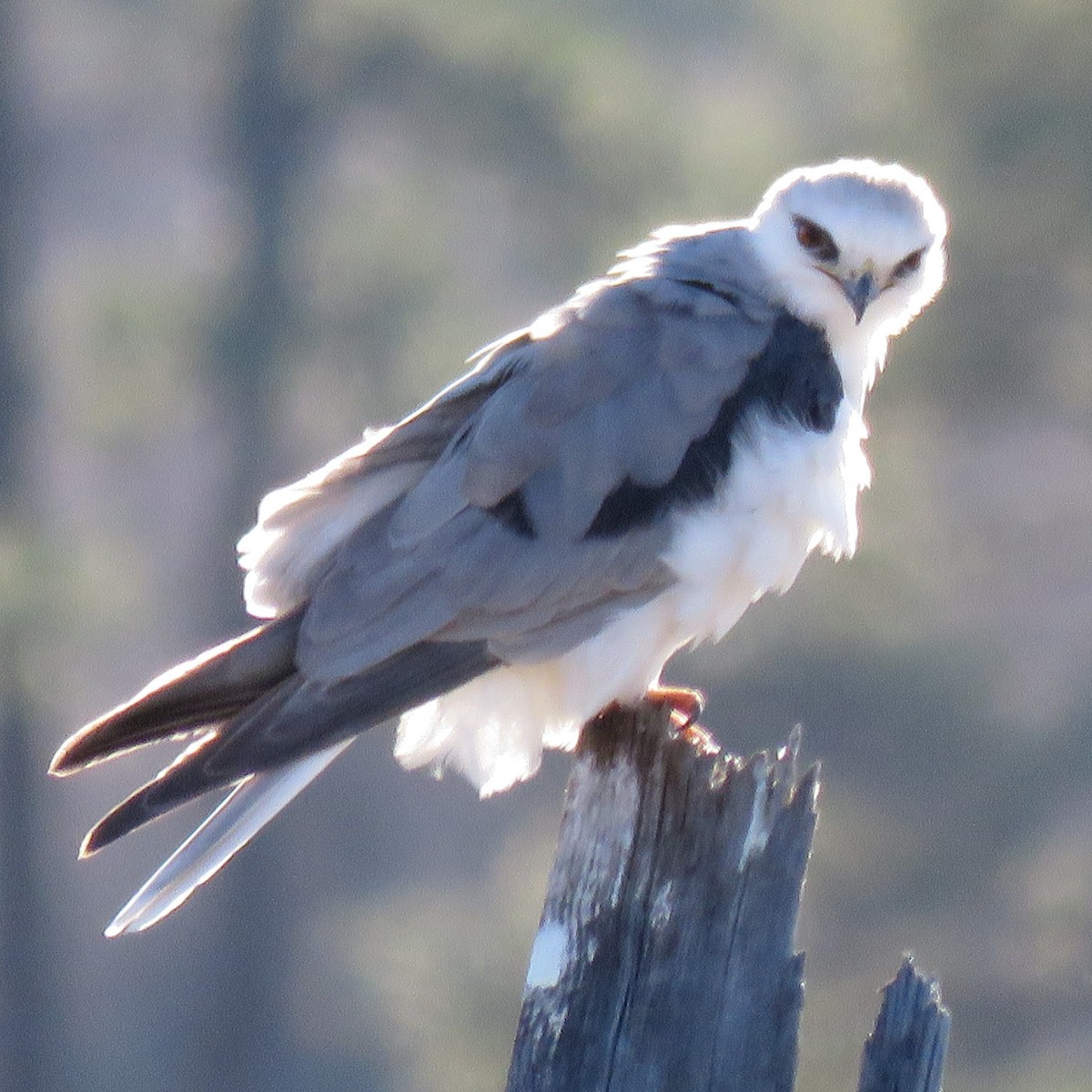 White-tailed Kite - Dick Porter