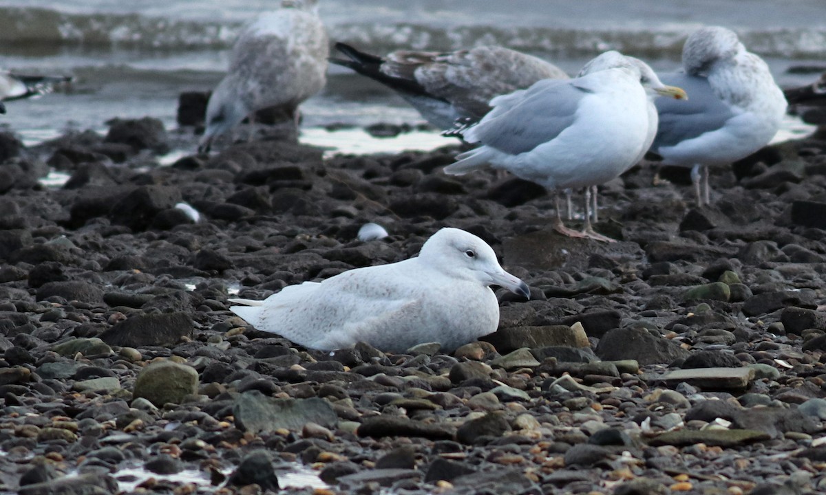 Glaucous Gull - ML134345671