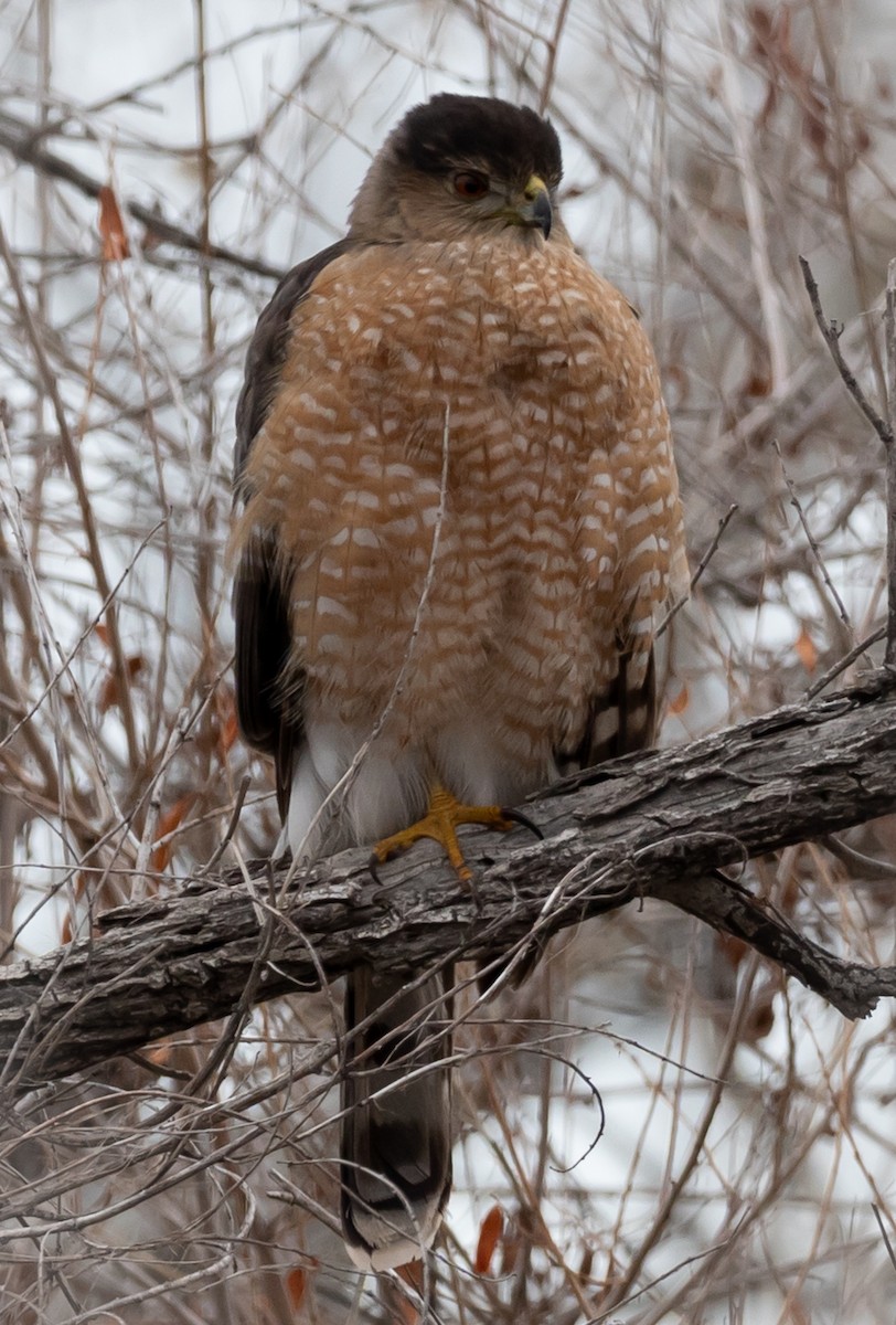 Cooper's Hawk - ML134346631