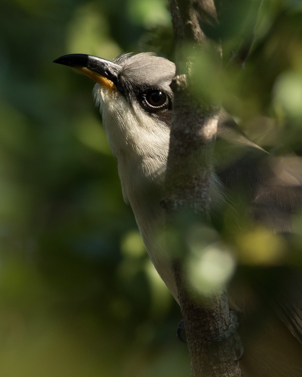 Mangrove Cuckoo - ML134348501