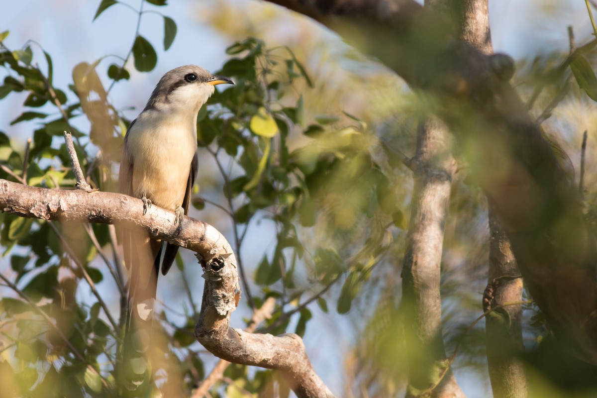 Mangrovekuckuck - ML134348511