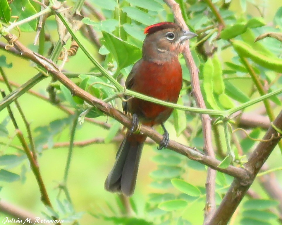 Red-crested Finch - ML134348801