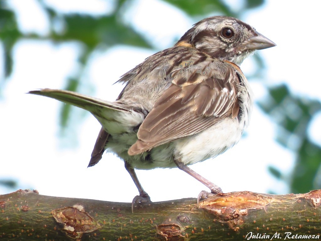 Rufous-collared Sparrow - ML134348921