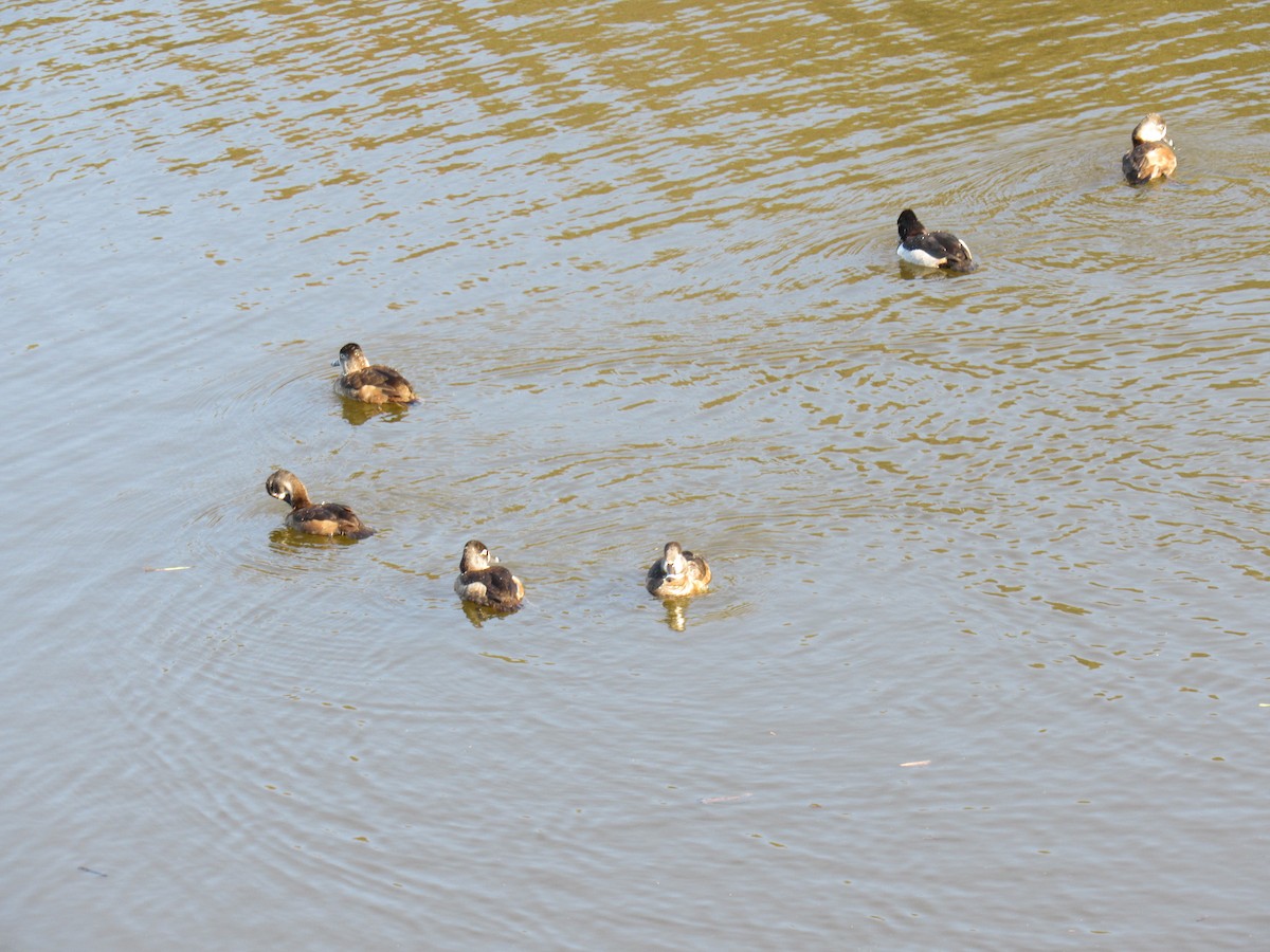 Ring-necked Duck - ML134349181